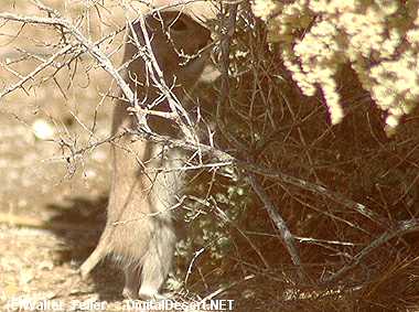 round-tailed rat