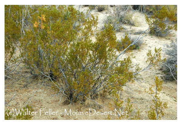 Creosote bush on Skull Rock trail, Joshua Tree National Park