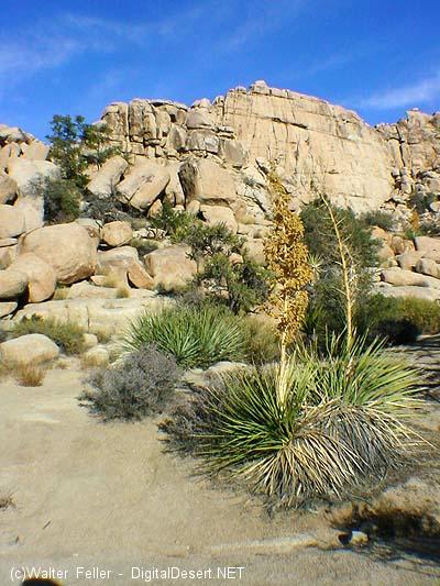 Rock formation and plant life