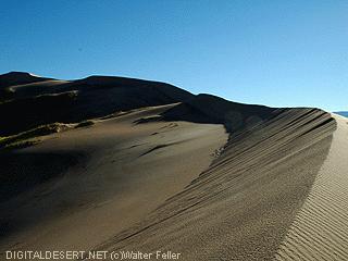 picture of the crest of Kelso sand dunes