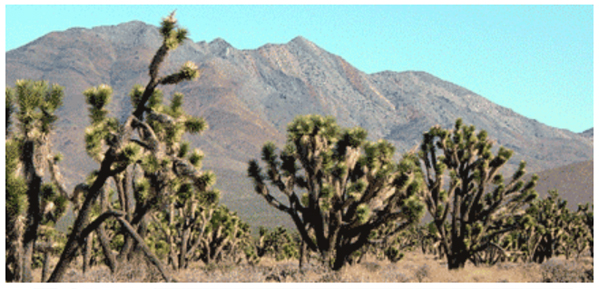 Joshua trees with a view of ancient carbonate rocks of the northern Ivanpah Mountains in the distance