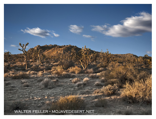 Teutonia Peak in the Mojave Preserve