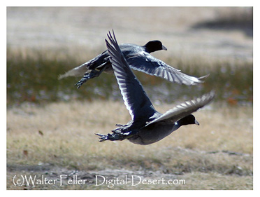 American coot at Zzyzx, Lake Tuendae