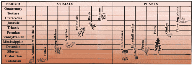 Diagram showing stratigraphic ranges and origins of some major animal and plant groups