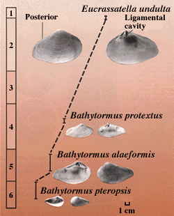 Diagram showing fossil clams of the same species