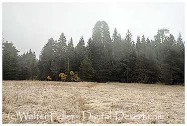 Photo of the trunk of the largest Lodgepole pine tree in the world in the Sanbernardino National Forest