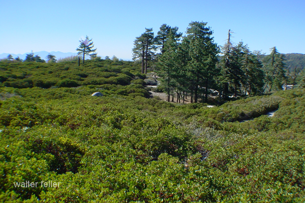 Interpretive trail in the Children's forest in the San Bernardino National Forest in Sky Forest, Running Springs