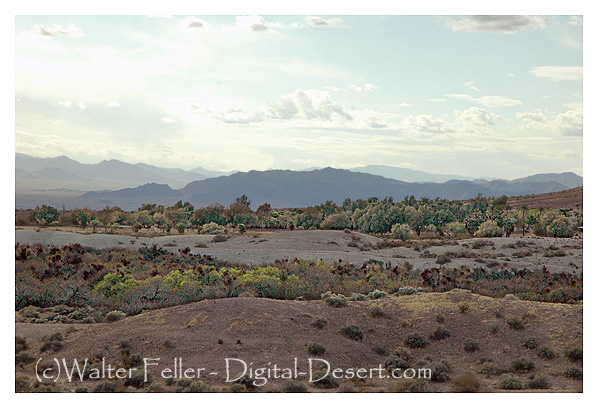 Photo of Resting Springs, near Tecopa, on the Old Spanish Trail