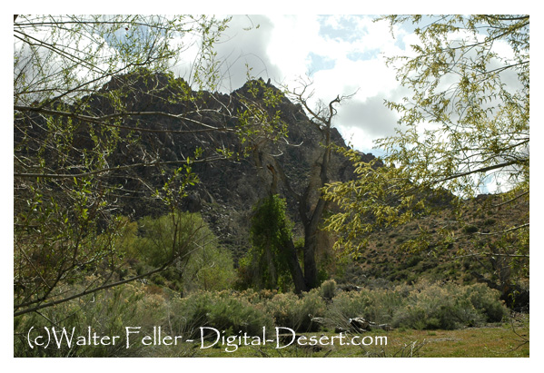 Kingston Peak in Kingston Range wilderness