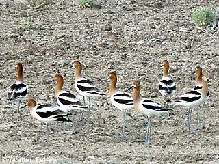 picture of American Avocet