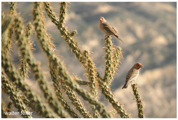 House Finch - Carpodacus mexicanus