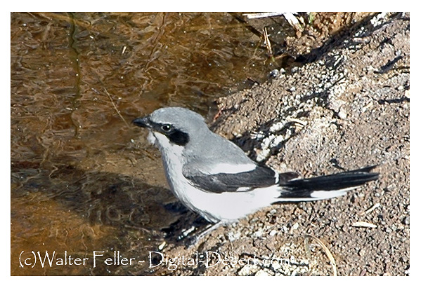 photo of Loggerhead Shrike