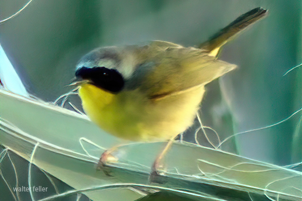 Common Yellow throat - Bird watch