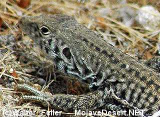 whiptail lizard reproduction