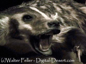 wildlife - badger photo
