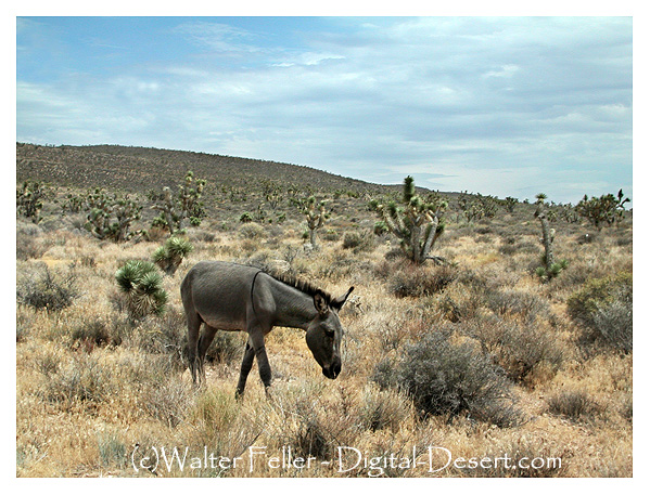 picture of wild burro in Mojave Desert, Red Rock Canyon NCA, Las Vegas, Nevada