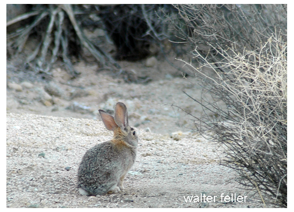 cottontail rabbit photo