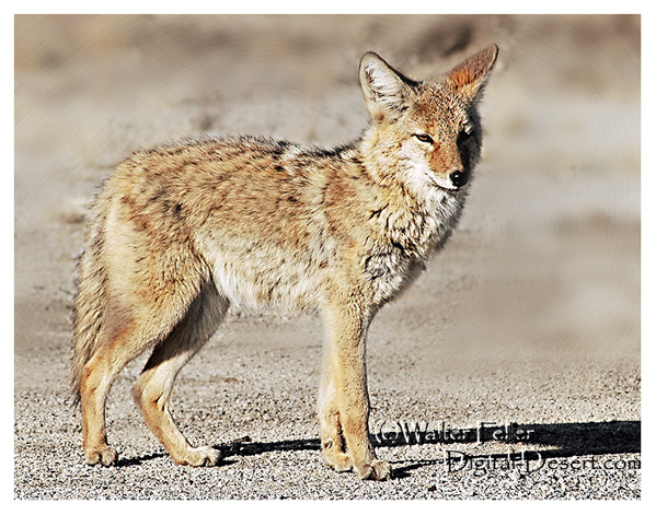 picture of coyote