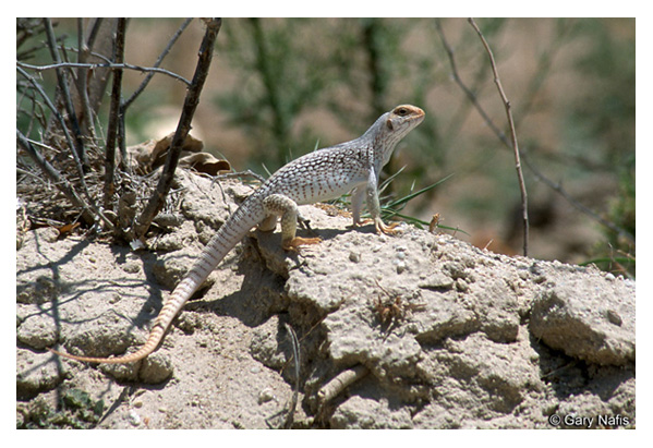 Desert Iguana