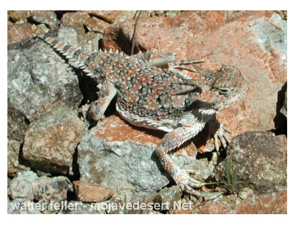 Horned lizard - horny toad