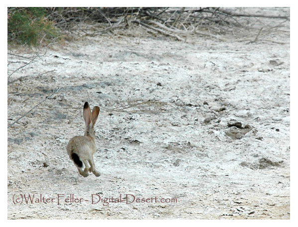 Jackrabbit In Desert