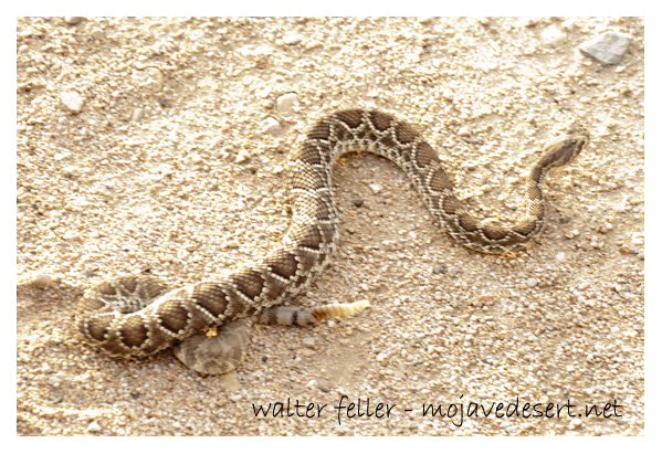 Mojave Rattlesnake