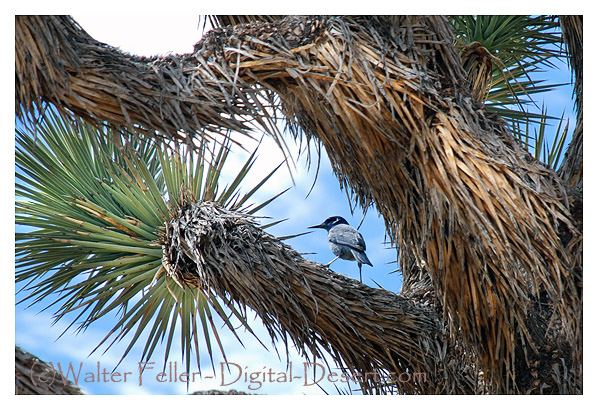 Photo of a pinyon jay in a Joshua tree