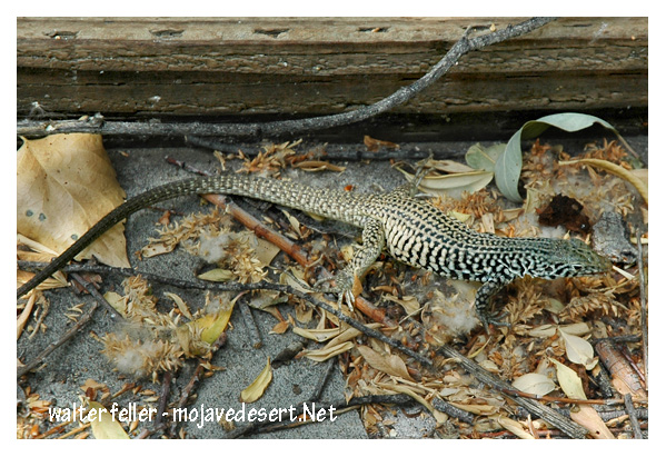 Whiptail lizard