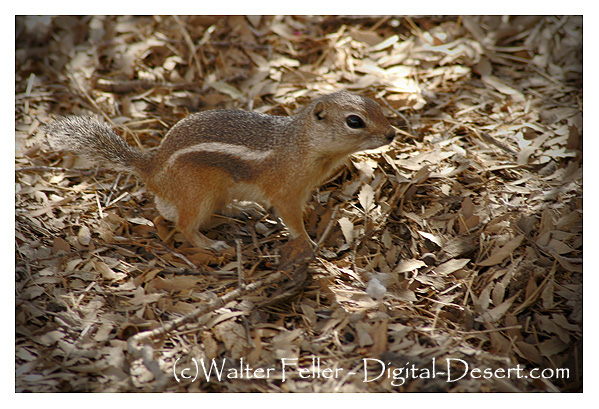 White-tailed antelope squirrel, desert wildlife