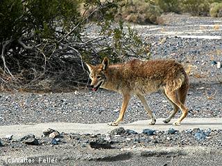 Desert Wildlife, Coyote Pictures