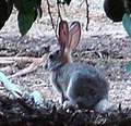 photo of rabbit the consumer in the desert food chain
