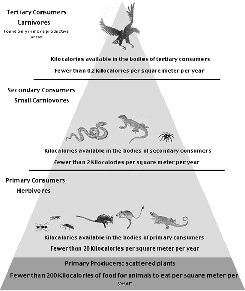 Cold Desert Biome Food Web - ghostwriterbooks.x.fc2.com