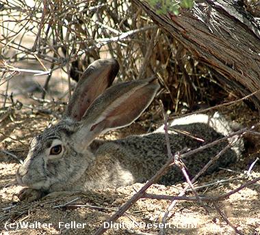 a jackrabbit rests in a 'form'