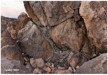 Rats nest in rocks