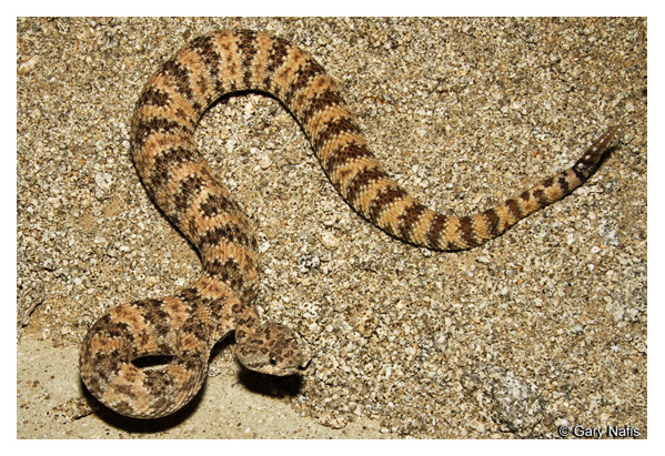 Southwestern speckled rattlesnake